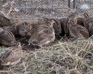 Jumbo Brown Japanese Coturnix Quail