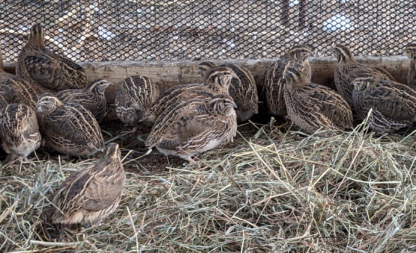 Jumbo Brown Japanese Coturnix Quail