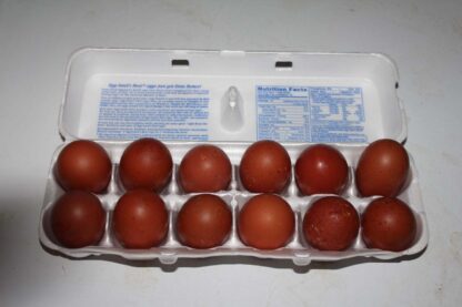French Marans Pullets - Image 4
